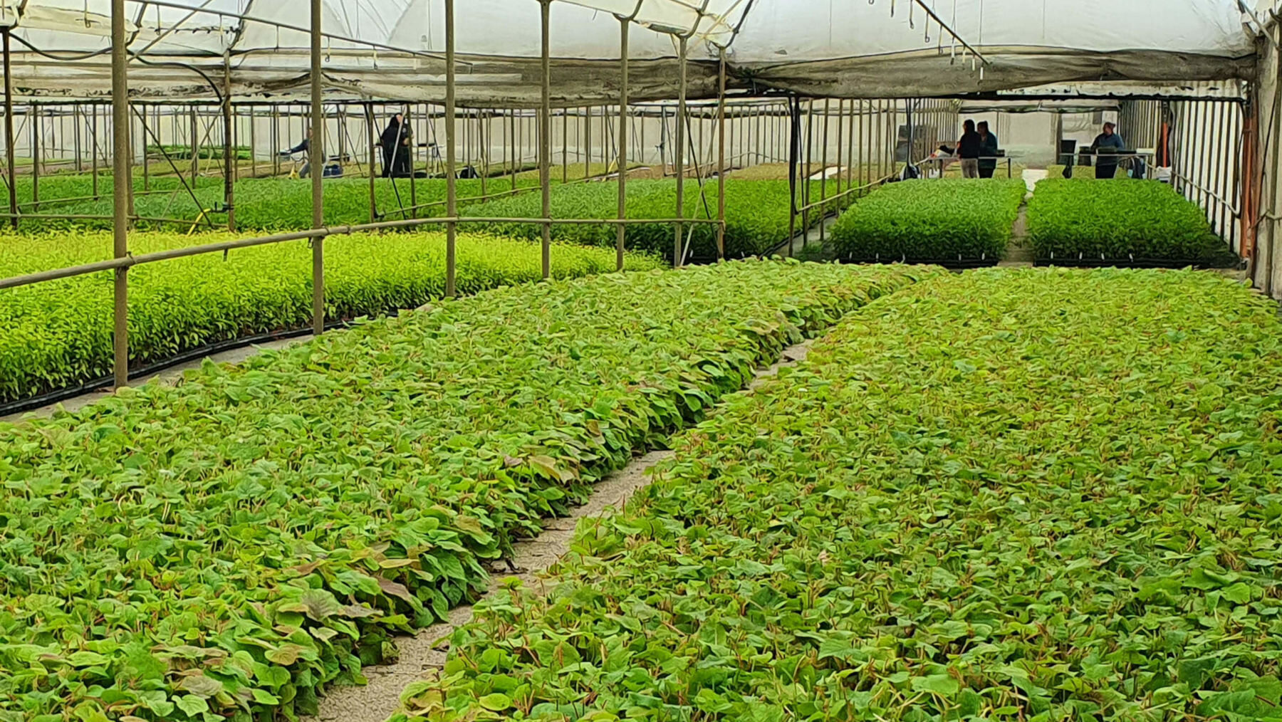Plant Nursery Area 2